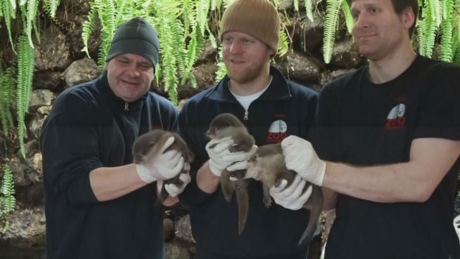 go to Nachwuchs im Zoo Osnabrück: 3 süße Otterbabys