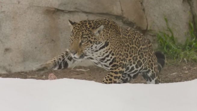 go to Tierische Überraschung: Jaguar zum ersten Mal im Schnee